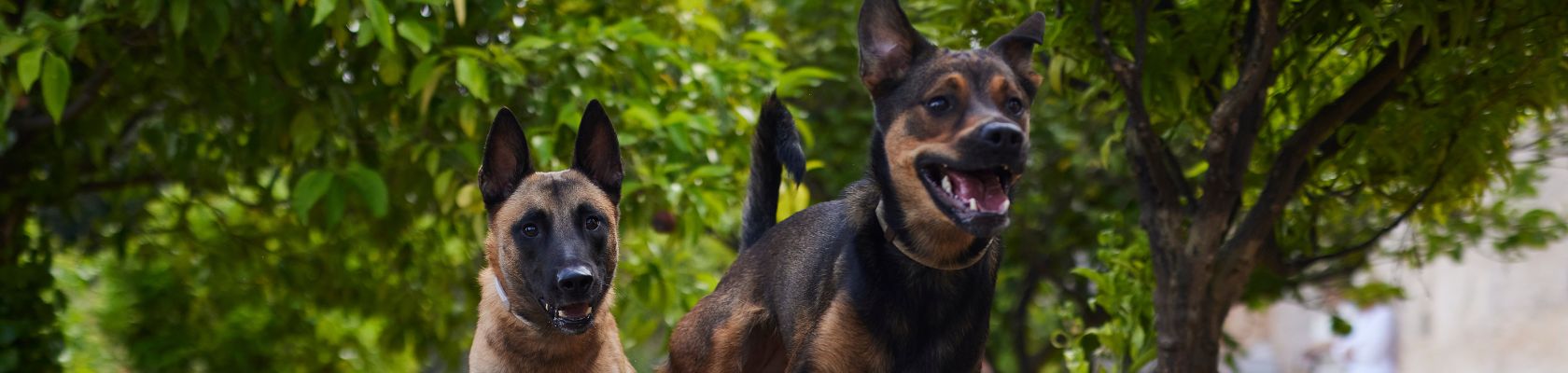 Dog Prostate Disease - 1 Dog Prostate Disease - 1